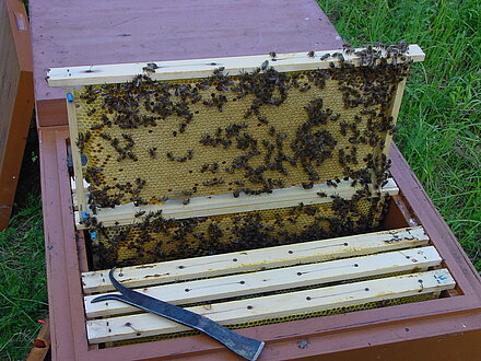 Volle Brutwabe